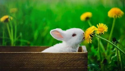 上海德比：申花强势压制申鑫，取得连胜